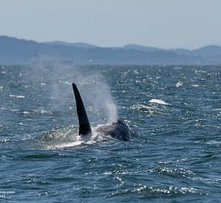 Blustery Whales