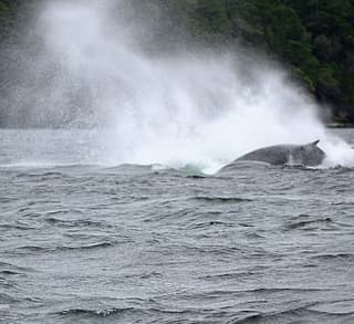 Blustery Breaching Humpbacks!