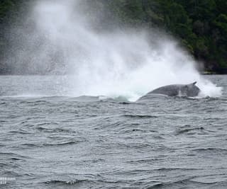 Blustery Breaching Humpbacks!