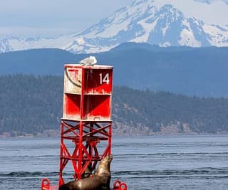 Scuttles to Humpback Whale!