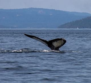 Beautiful Humpbacks
