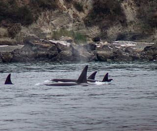 California Orcas!