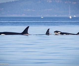 International Whales!