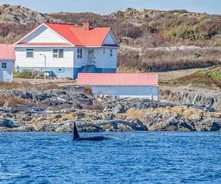 Whales At Trial Island