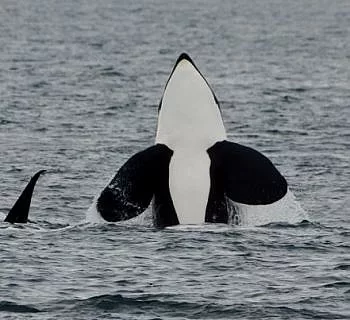 Spring Whale Watching Season In The San Juan Islands Western Prince Whale Watching San Juan Islands Friday Harbor