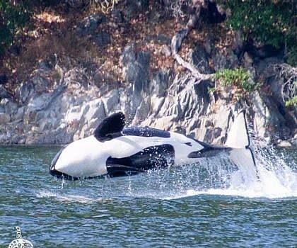 Spring Whale Watching Season In The San Juan Islands Western Prince Whale Watching San Juan Islands Friday Harbor