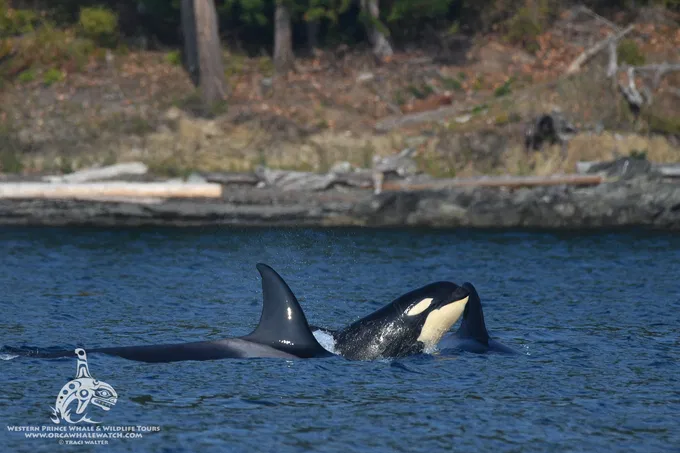 Adventure Whale Watching In The San Juan Islands Western Explorer Ii