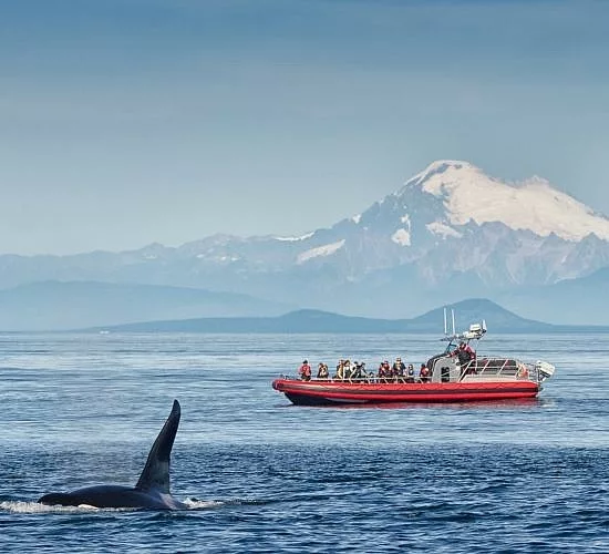 Western Prince Whale Watching San Juan Islands Friday Harbor