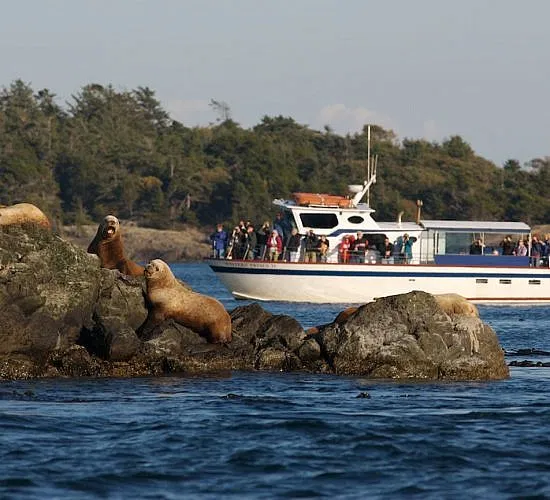 Spring Wildlife Gallery Western Prince Whale Watching Tours