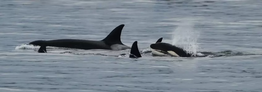 Western Prince II Whale Watching: May 23, 2016 Transient Orca Superpod ...