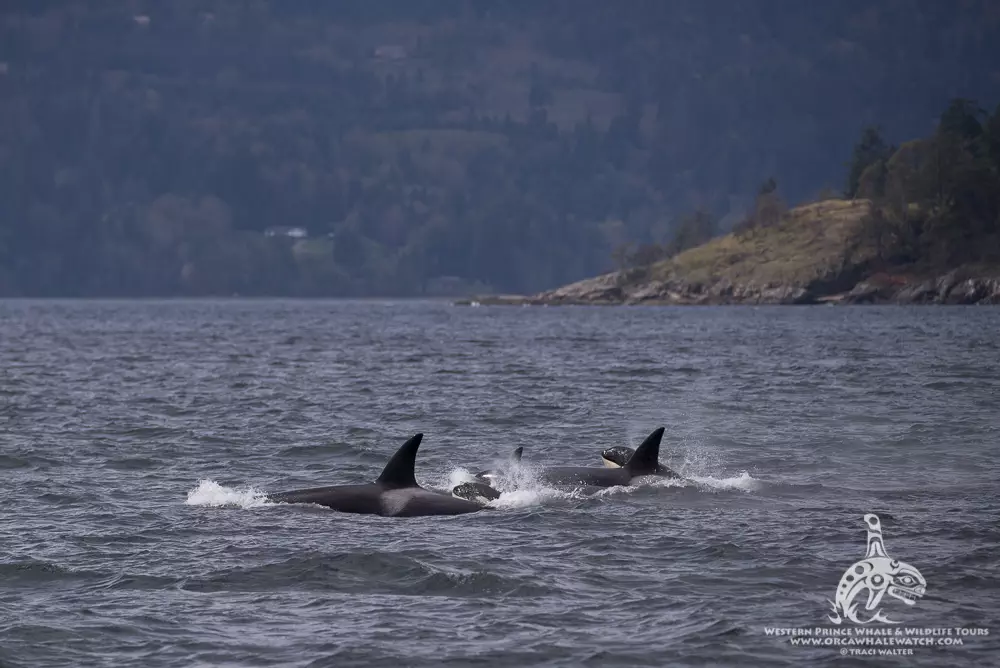 Fantastic Spring encounter with Bigg's Killer whales! | San Juan Islands