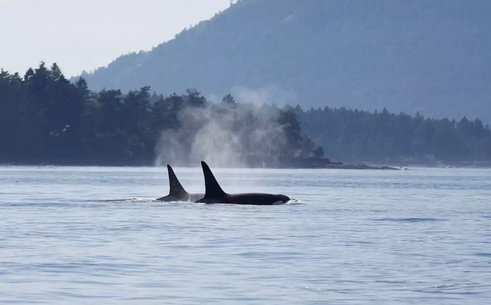 Sunshine, Calm seas, and Fantastic Bigg's Killer Whales in the Salish ...