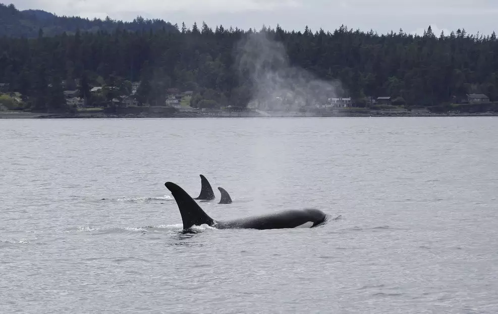 A Humpback Whale Visits the Ferry Landing in Friday Harbor Plus Orcas ...